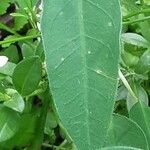 Euphorbia hypericifolia Blatt