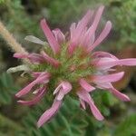 Astragalus glaux 花