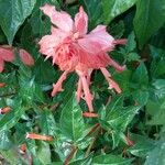 Salvia splendens Flower