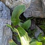 Doronicum clusii Leaf