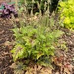 Tiarella cordifolia Liść