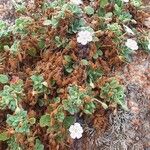 Erodium corsicum Yaprak