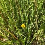 Crepis capillarisFlors