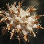 Trifolium spumosum 果實