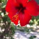 Hibiscus fragilis Květ