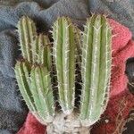 Euphorbia officinarum List