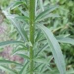 Erigeron sumatrensis Leaf