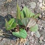 Reynoutria japonica 葉