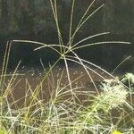 Digitaria sanguinalis Blad