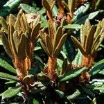 Rhododendron campylogynum