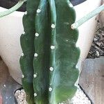 Cereus jamacaru Лист