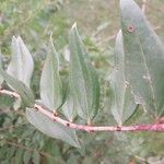 Coriaria japonica Blatt