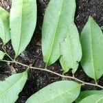Sacoglottis gabonensis Folio