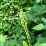 Rubus argutus Blad