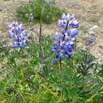 Lupinus nootkatensis Cvijet