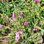 Calibrachoa linoides Hábitos