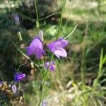 Campanula rotundifoliaFloare