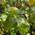 Calycanthus floridusList