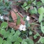 Elephantopus elatus Flower