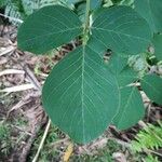 Dendrolobium umbellatum Leaf