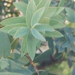 Eucalyptus parvula Hoja