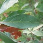 Cornus capitata Folha