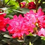 Rhododendron ferrugineum Arall