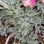 Dicentra peregrina Leaf
