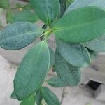 Ficus pertusa Blad