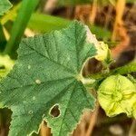 Malva nicaeensis Leaf