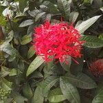 Ixora chinensis Blüte