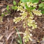 Teucrium scorodonia花