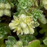 Herniaria alpina Blüte