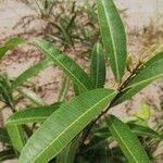 Landolphia lanceolata Φύλλο