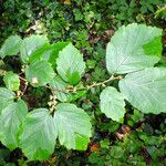 Hamamelis virginiana Leaf