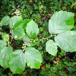 Hamamelis virginiana Liść