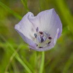 Calochortus uniflorus Blüte
