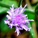 Emilia sonchifolia Cvet