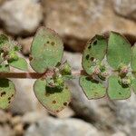 Euphorbia prostrata Other