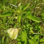 Hibiscus lunariifolius पत्ता