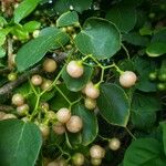 Cordia dichotoma ᱥᱟᱠᱟᱢ