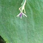 Ruscus hypophyllum Fleur