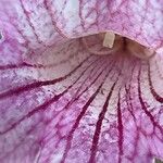 Podranea ricasoliana 花