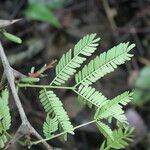 Vachellia collinsii Leaf