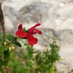 Salvia microphyllaBlomma