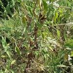 Eupatorium serotinum برگ