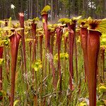 Sarracenia flava Hábitos