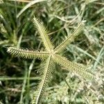 Dactyloctenium aegyptium Flower