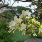 Crateva adansonii Blüte