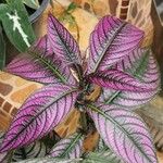 Strobilanthes auriculataبرگ